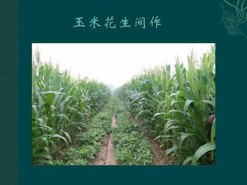 中国农作物主要分布与农作物种植方式