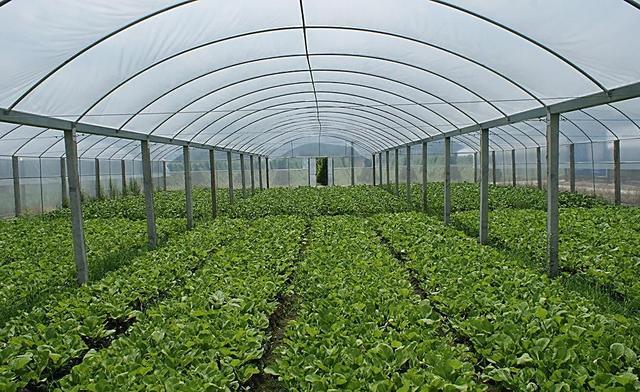 农业种植是选择传统种植,还是温室大棚,哪种方式会更好呢?